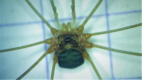 Amilenus aurantiacus